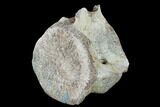 Fossil Whale Caudal Vertebra - South Carolina #137568-2